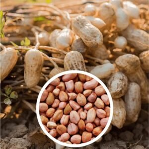 Oil Seeds (Sesame, Groundnut, Castor Seeds)